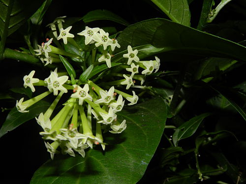 Cestrum nocturnum